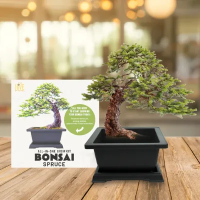 Modern Design Spruce Bonsai Complete Grow Kit