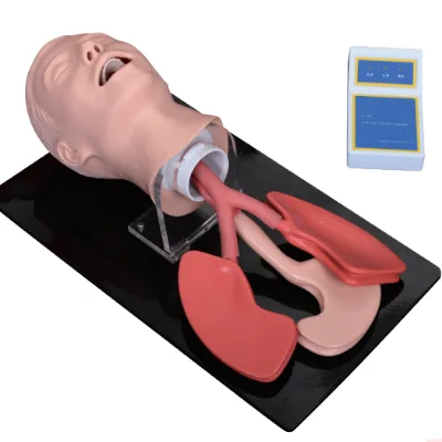 High Quality Adult Tracheal Intubation Training Head Simulator Carton Box Durable Life Size Picture PVC Material GREEN GRN-407A