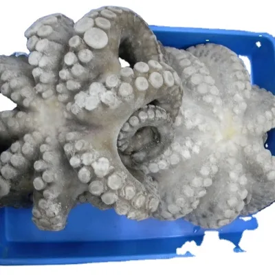 Raw Frozen Octopus Cyaneus Flower