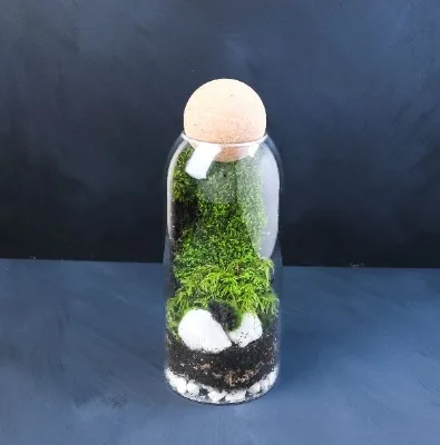 DIY Terrarium Kit with Live Moss | Mossarium