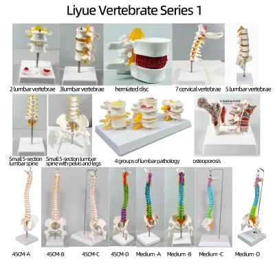 45 85CM Simulation Skeleton, Large Spine, Intervertebral Disc, Nerve, Cervical Spine, Tail Vertebrae, Lumbar Spine Model