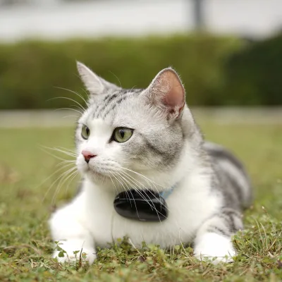 Real-Time GPS Dog Tracking Collar Long Battery Life Waterproof Design App Control Smart Geofencing Nylon Plastic 4G Beidou AGPS