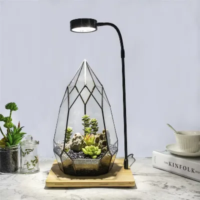 Glass Terrariums for Succulents Plants Vintage Terrariums Kit air Plants Supplies Decorations for Plants