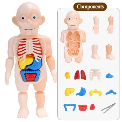3D Human Body Parts Structure Toys Human Organ Model Assembly Toy Educational Science Kit for Kids