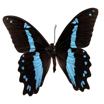 Dry Butterfly Dried Butterflies Specimen Can Be Placed in Frame Real butterfly