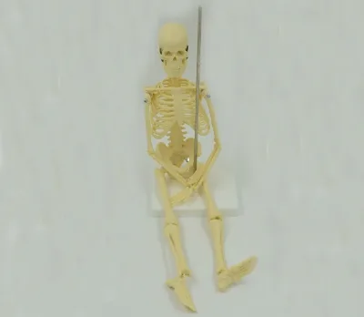 45cm Skeleton Model