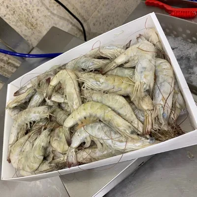 Plastic Frozen Fish Shrimp Packaging Boxes Cold Chain Food Box