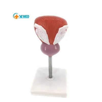 PVC Human Plastic Internal Organ Bladder Anatomy Model Magnified Teaching Model for Medical Science & Medical School