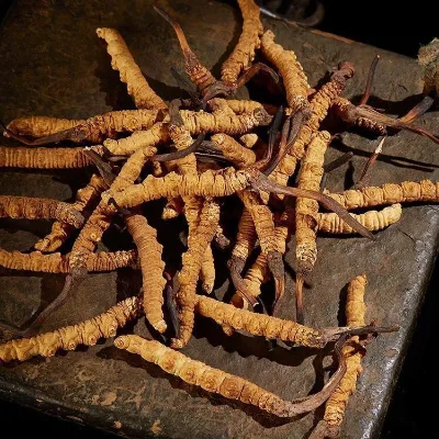 Cordyceps Sinensis