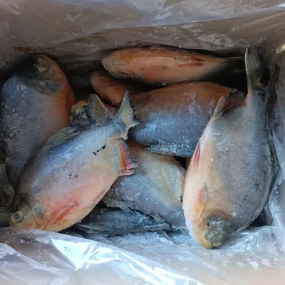 Healsea High Quality Grade a IQF Frozen Red Pomfret 300-500G 500-800G 800G+ Whole Round Origin Fujian China to Africa Market