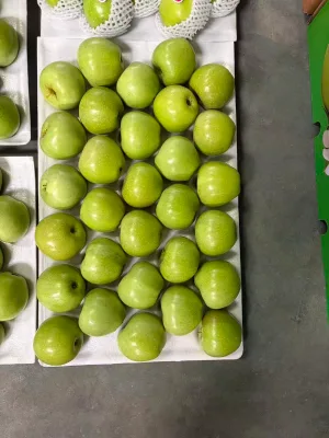 Chinese Sweet Green Apple, Green Qinguan Apple