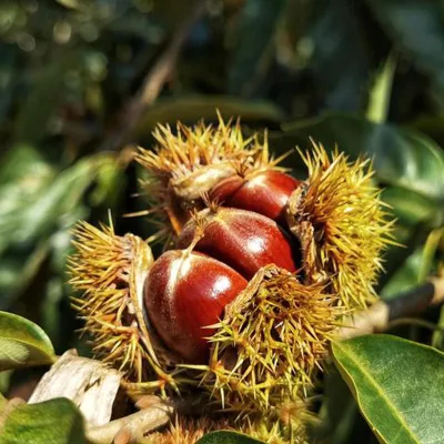 Organic Raw 90-120 Grains/kg Sweet Fresh Chestnut From China Qinglong Baifeng Grade a