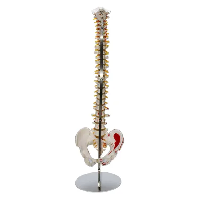 Human Bone Spine Spine Vertebrae Model With Nerves and Blood Vessels Arbitrarily Bent and Detachable