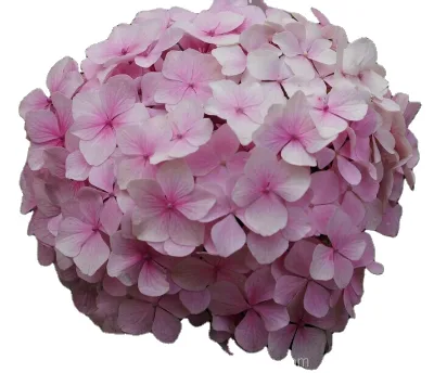 Wholesale Stylish Fresh Cut Hydrangea Flowers White Bouquet Wedding Stage Backdrop Decoration Farms Directly Supply