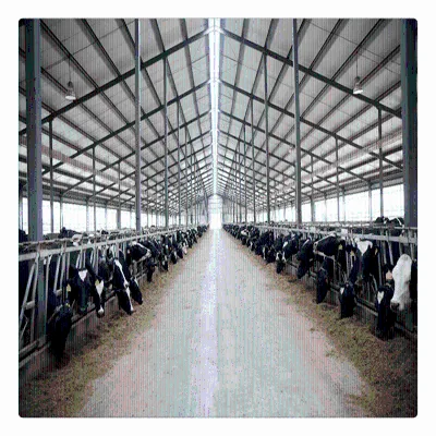 Pre-Fabricated Steel Structure Workshops Sheds for Dairy Farm Duck Factory Pig Pen Sheepfold Cattle Barn Designs