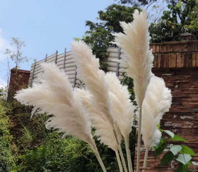 SZ0483 Good Quality Large Pampas Grass Dried White Pampas Grass Dry Nature Flowers Decoration Grey Pampas Grass
