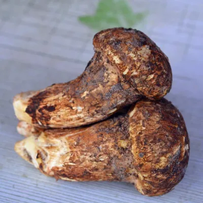 Nature Wild Tricholoma Matsutake White Pine Matsutake Mushroom Cooking SongRong for Sale