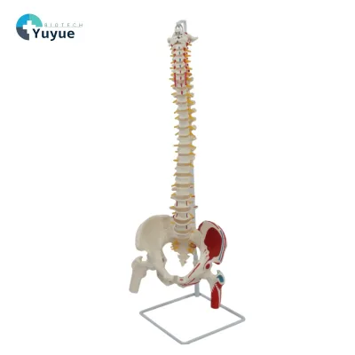 Life Size Human Spine Model With Occiput Pelvis Muscle Attachment Markings Spinal Nerve Disc Anatomical Teaching Display Model