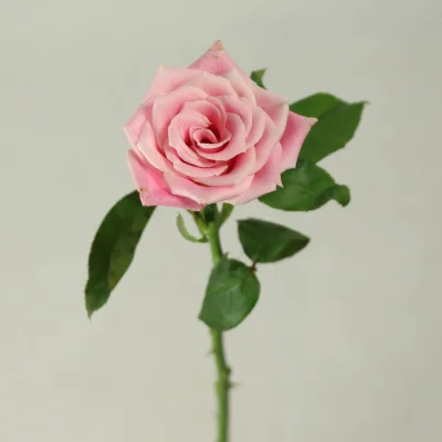 Jasmine Rose Fresh Cut Rose Flower Price Spray Chrysanthemum for Anniversary