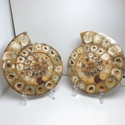 Wholesale High Quality Natural Ammonite fossil Mineral Specimen Slice Big Ammonite Fossils for Decoration