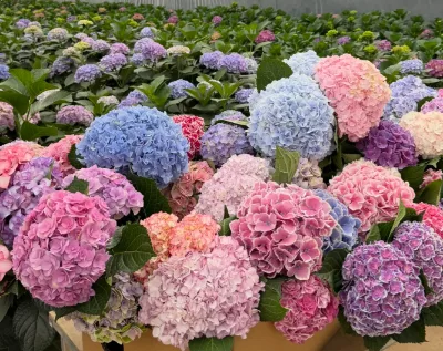Kunming Yunnan Direct Farm Fresh Cut Hydrangea Bud Wholesale Multiple Colors 40-50cm 1 Stem/Bunch Air Shipping Available
