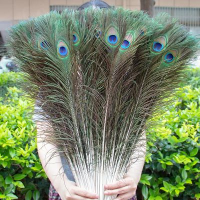 Peacock Feather Supplier Dyed Colors Natural Long Peacock Eye Feathers for Wedding Home Decoration Diy Craft