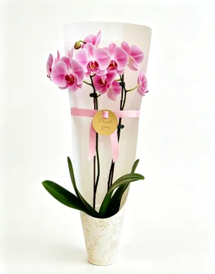Paper Packaging for Orchid