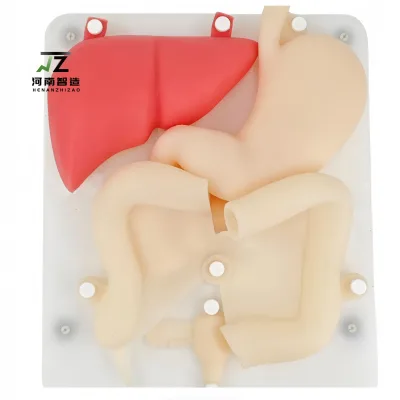 Medical Science Laparoscopic Training Organ Model for Teaching Simulation Training Silicone Organ Model
