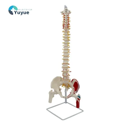 Natural-Scale Spine Model with Muscle Origin/Insertion Points, Pelvis, Femurs, Spinal Nerves, and Openable Sacrum