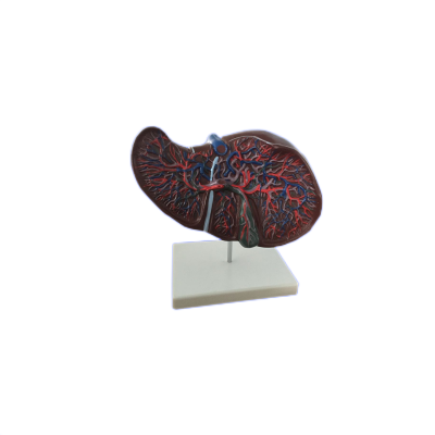 A1054 Medical Workers the Structure Clearly Appearance of the Image Liver Anatomical Model Liver Anatomical Model