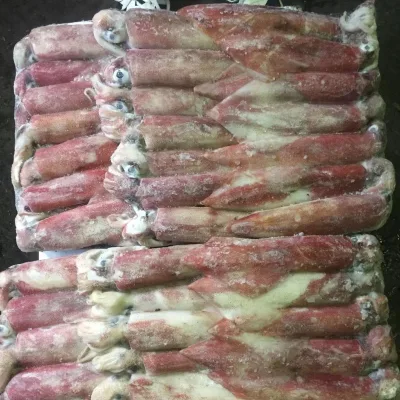 B2B Frozen Squid Tube IQF Processed Grade a 100% Pure Customized Specifications