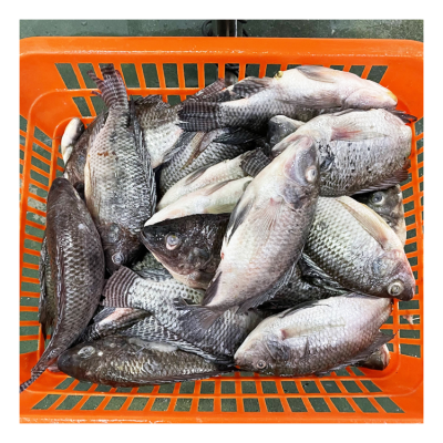 Competitive Price Seafood Supplier Exporter Frozen Fresh Fish Tlapia 300-500G 500-800G Whole Clean Kosher WR Black Tilapia