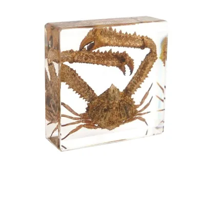 Real Marine Animal Specimen in Resin for Display Including Crab Scallop Turtle and Starfish Educational Ornament