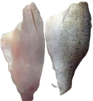 Frozen Seabass Fillet/WR Good Sale