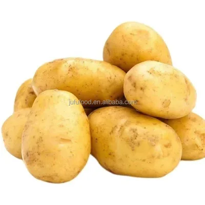 Export Fresh Holland Potatoes for Potato Chips Production for Overseas Use