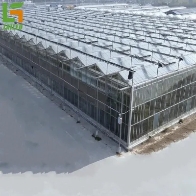 Automatic Control Greenhouse Manufacturing Venlo Glass Custom China Wholesale Glass for Greenhouses Large Customized Size 6m-10m