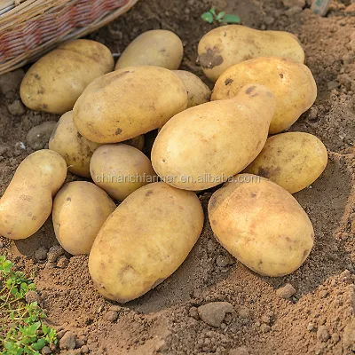 High Quality Fresh Potatoes Various Specifications Firm Pulp Long Shelf Life