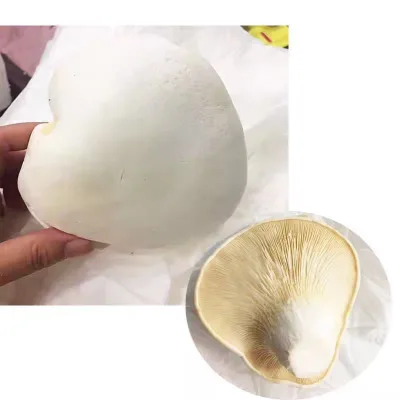 Detan Pleurotus Nebrodensis Bailing Mushroom Fresh White Elf Mushroom
