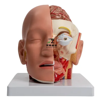 Human Head Structure Brain Anatomical Model Disassembled and Assembled and Train the Brainstem and Cranial Nerve Nasal Cavity