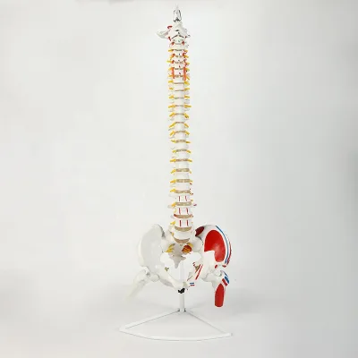 85cm Adult Spine Model with Muscle Coloring Hospital Medical Model