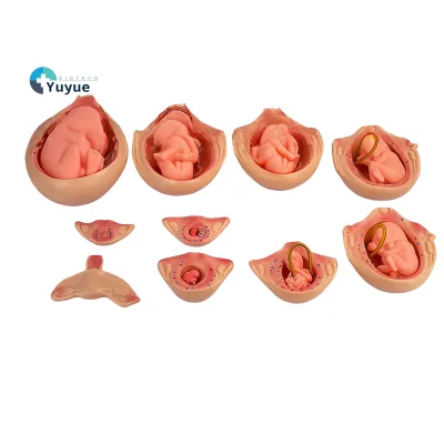 9 Months Fetal Development Stages Manikin 10-Piece PVC Family Planning Model for Embryo Growth in Pregnancy