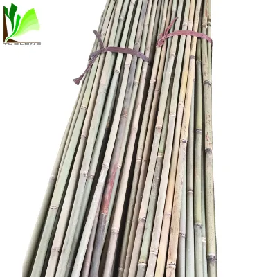 Dry Bamboo Tree Trunks
