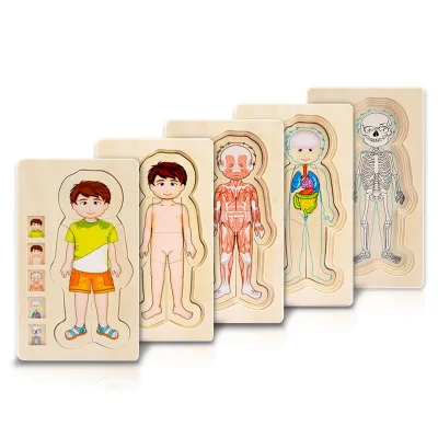 Wooden Human Body Puzzle Boys Girls Body Structure Montessori Toy Wood Toy