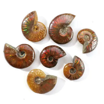 Wholesale Natural Healing Crystal Ammonite Fossil Home Decoration