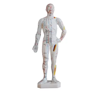 26cm Human Acupuncture Model, Mini Size Acupuncture Points & Meridians Teaching Model