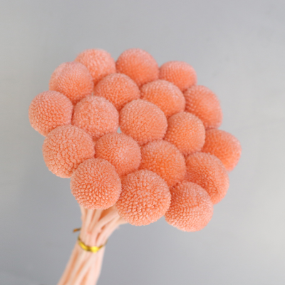 Wholesale Preserved Dried Flowers Golden Ball Natural Craspedia for Wedding Bouquet