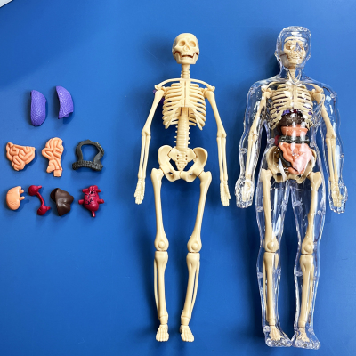 STEM Toys Human Body Anatomy Model for School Kids Science Education Toys