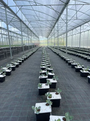 11L Dutch Bucket Hydroponic Growing High-Yield System With Drain Elbow Suitable for Strawberries Tomatoes Cucumber Eggplants