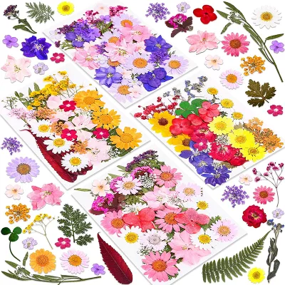Real Dried Flowers Leaves and Butterfly Stickers Set Multiple Pressed Dry Flowers Colorful Natural Daisies Flowers