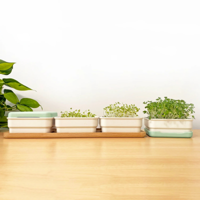 Continuous Grow Microgreens Kit Classic Design Desktop Planter Growing Box for Green Plant
